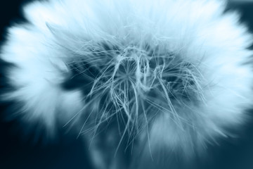 Wall Mural - dandelion with parachutes close-up. background . dandelion in bloom