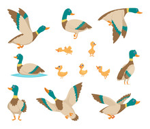 Wild Birds. Funny Ducks Flying And Swimming In Water Brown Wings Vector Birds Cartoon Style. Duck Bird Wild, Adorable Wildlife Natural Illustration