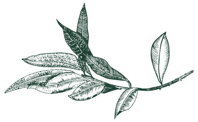 Vector olive branch drawing, engraving style, isolated on a white background, a hand drawn sketch