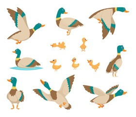 Wall Mural - Wild birds. Funny ducks flying and swimming in water brown wings vector birds cartoon style. Duck bird wild, adorable wildlife natural illustration