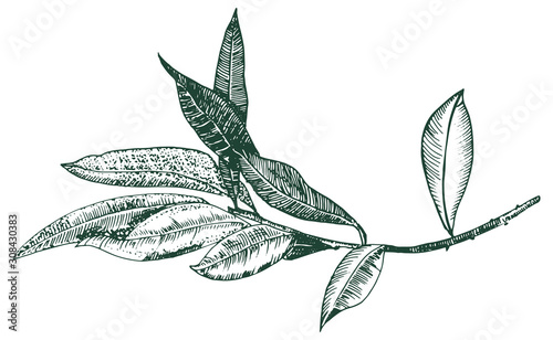 Fotomural Vector olive branch drawing, engraving style, isolated on a white background, a