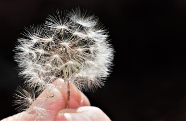 dandelion seed head held between fingers against a black background