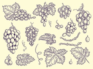 Wall Mural - Grapes set. Vineyard collection wine grapes and leaves vector engraving graphic pictures for restaurant menu. Illustration grape wine, fresh taste grapevine