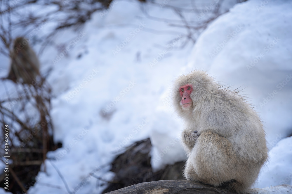 Travel Asia. Red-cheeked monkey. Popular tourist destinations in Japan. During winter, you can see monkeys soaking in a hot spring at Hakodate is popular hot spring. The snow monkeys soak in Japan.