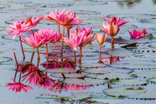 Pond With Water Lilies In Sundarbans, Bangladesh