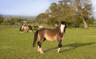 Wall Mural - Pretty young white faced pony in field on a summers day.