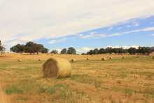 Golden Brown Hay Bails On The Farm Landscape