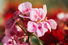 Close Up Image Of Bright Pink Geranium Macro Image