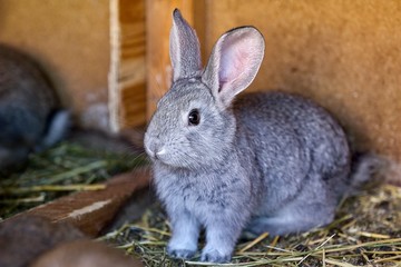 Portrait of silver rabbit