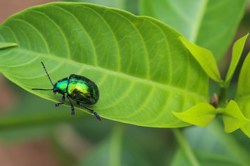 Green beetle (Iphimeis dives) walking on a leaf.