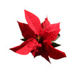 Poinsettia or Christmas Star plant clipart white background