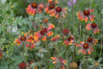 Wall Mural - Beautiful summer flowers. Flower garden, home flower bed. Sunny day. Green. Gaillardia. G. hybrida Fanfare. Unusual. Flowerbed with flowers. Bright yellow flowers