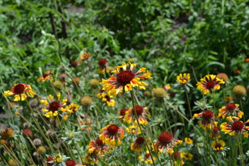 Wall Mural - Flower garden, home flower bed. Beautiful summer flowers. Green bushes. Gaillardia. G. hybrida Fanfare. Unusual petals. Flowerbed. Bright yellow flowers