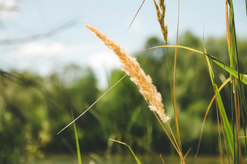 A spike of wheat against the blue sky,