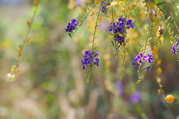 Wall Mural - small fresh purple flowers.