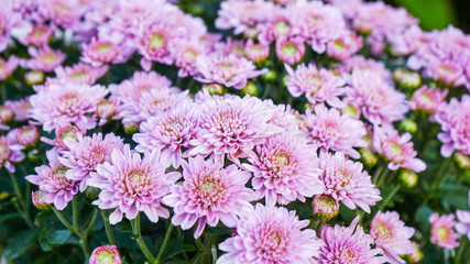 Wall Mural - pink chrysanthemum blooming in the garden.