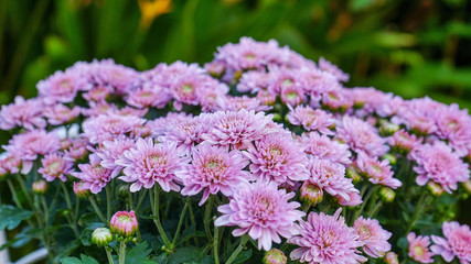 Wall Mural - pink chrysanthemum blooming in the garden.