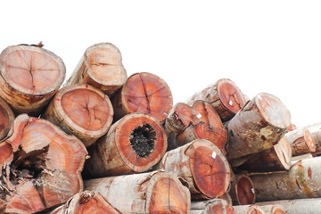 Wall Mural - Pile of native wood logs extracted from a Brazilian Amazon rainforest region, with white background