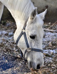 Grey horse with a blue and black halter