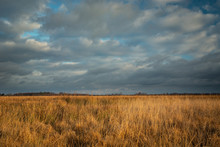 Tall Grasses In The Wild Meadow And Clouds On The Sky