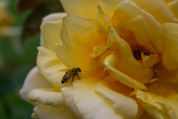 bee on a flower