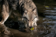An Adult Gray Wolf (also Known As A Timber Wolf) Stopping To Take A Drink In A Pond, And Coming Up With A Leaf In Its Mouth.