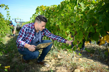 Wall Mural - handsome man farmer in the vine, harvesting ripe grape during wine harvest season in vineyard