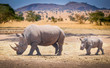 rhino baby and rhino mama roam the savannas in africa