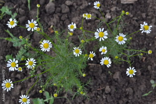 Home. Daisy, Chamomile. Matricaria chamomilla. Annual herbaceous plant. White...