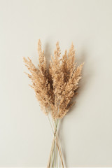 Wall Mural - Reeds foliage branches bouquet on neutral pastel beige background. Flat lay, top view floral design.