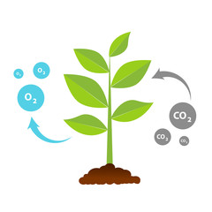 the tree that grows from seed is a big tree with green color and the seedlings grow into a big tree.