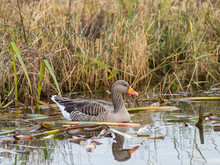 Greylag Goose (Anser Anser) On Water In The Reeds