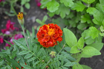 Green leaves, bushes. Gardening. Home garden, flower bed. Beautiful inflorescences. Flower Marigold. Tagetes erecta. Flowering herb. Orange flowers