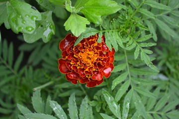 Green leaves, bushes. Gardening. Home garden, flower bed. House, field, farm. Beautiful inflorescences. Flower Marigold. Tagetes erecta. Flowering herb. Orange flowers