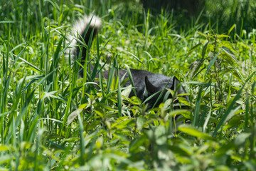 dog in high grass