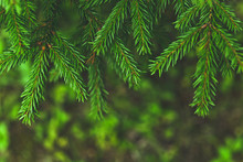 Green Spruce Tree Branches On Blurry Background. Natural Background For Christmas And New Year Design