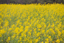 Blooming Canola Flowers Close-up. .Bright Yellow Rapeseed Oil. Flowering Rapeseed, Rapeseed Field Or Canola Field