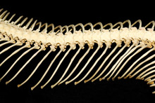 Close Up Body Bone Viper On Black Background