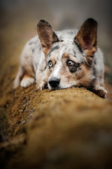 Wall Mural - dog in a forest