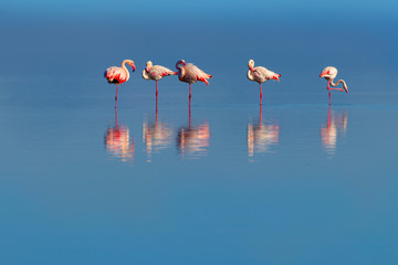 Wild african birds. Group birds of pink african flamingos  walking around the blue lagoon on a sunny day