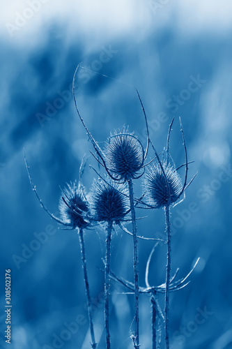 sucha-glowa-nasion-teasel-w-zachodzie-slonca