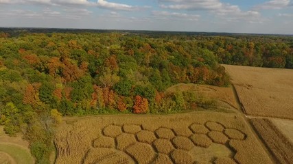 Poster - Aerial footage of rural corn maze shaped like a honeycomb with bees 