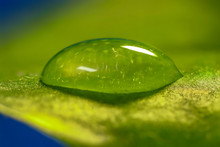 Extreme Close Up Shot Of Large Water Drop On A Leaf