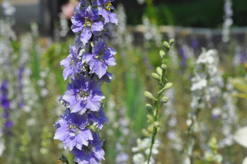 Delphinium or larkspur flower on garden flower bed