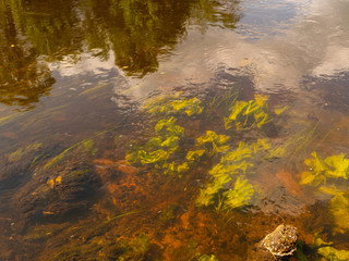 Wall Mural - abstract picture of underwater plants in a steep river
