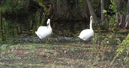 Poster - Beautiful white swans near pond in park