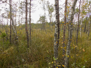 Wall Mural - bog landscape background with small birches, moss and grass