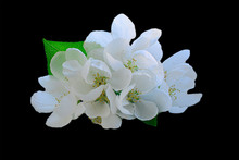 Blooming Apple Tree Branch Isolated On Black Background. Apple Blossoms On A Black Background. Isolate. Green Leaf. Flower With Stamens. White Flower.