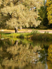 Wall Mural - summer landscape with river, green trees on shore and clouds, beautiful glare