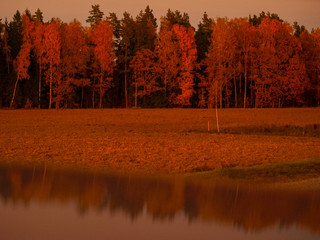 Wall Mural - sunset landscape with bright trees, blurred foreground